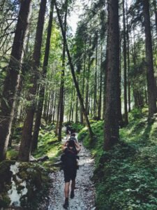 Hikers explore a lush forest trail in sweden